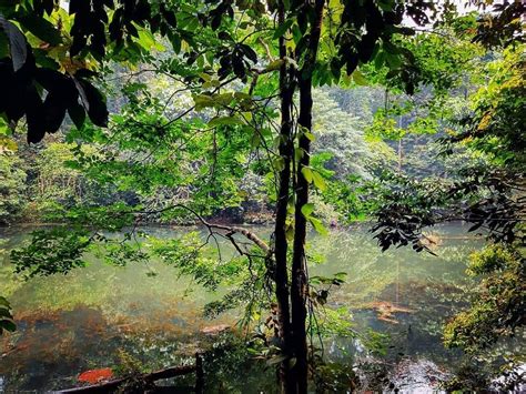 Kota Damansara Community Forest Reserve