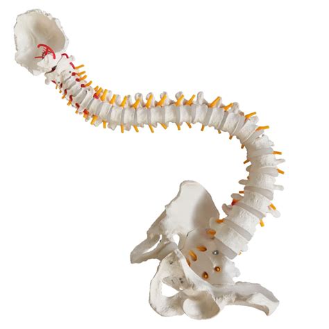 Mua Flexible Life Size Spine Model Inch Cm Male Anatomical