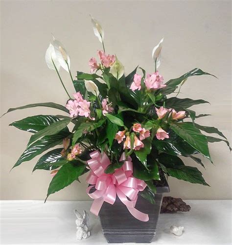 Large Peace lily in Pink in Slidell, LA | Weathers Flower Market