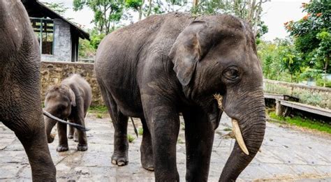 Dubare Elephant Camp Coorg Jungle Lodges