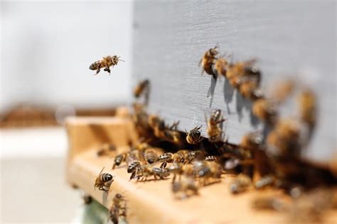 Do You Have a Bee Infestation? - Accurate Termite and Pest Control