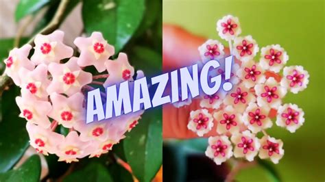 3 Simple Hoya Plant Care Tips How To Get Your Hoya To Bloom Plant