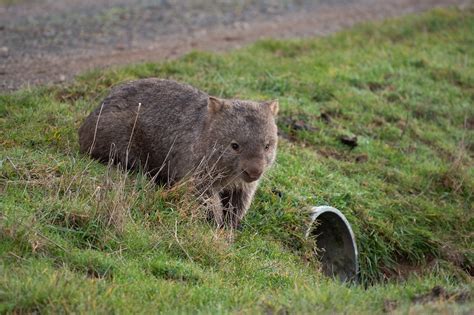 40 Free Wombat Comun And Wombat Photos Pixabay