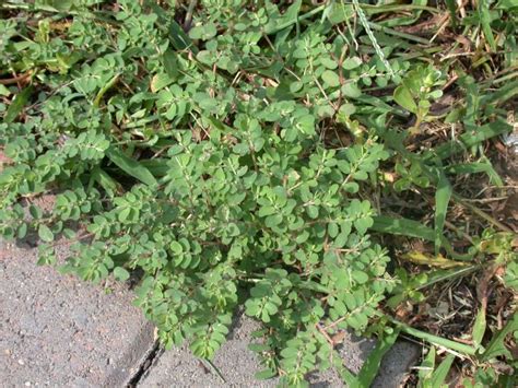 Spotted Spurge Control: Say Goodbye to This Invasive Weed - GetRather.com