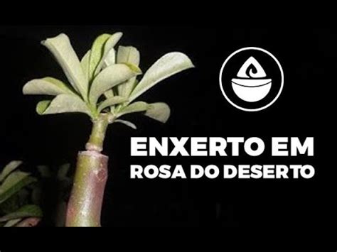 Como Fazer Enxerto Em Rosa Do Deserto Youtube