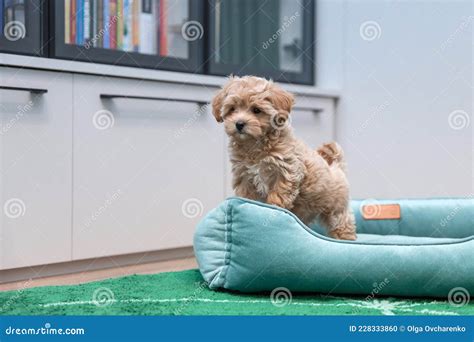 Maltipoo Dog. Adorable Maltese and Poodle Mix Puppy Stock Photo - Image ...