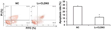 Effects Of Cldn3 Overexpression On The Apoptosis Of Htrsvneo Cells