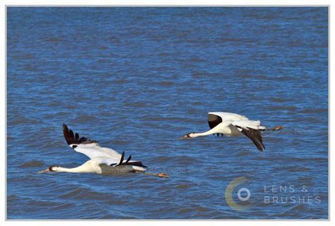 Whooping Cranes | Lens and Brushes