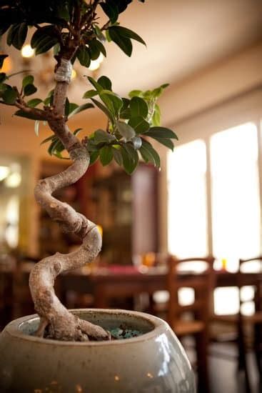 Cura Bonsai Ficus Ginseng Mondo Bonsai