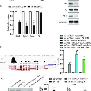 Tfeb Silencing Leads To Inhibited Melanoma Growth A Representative