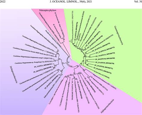 Phylogenetic Tree Based On 16s Rrna Gene Sequences Showing The