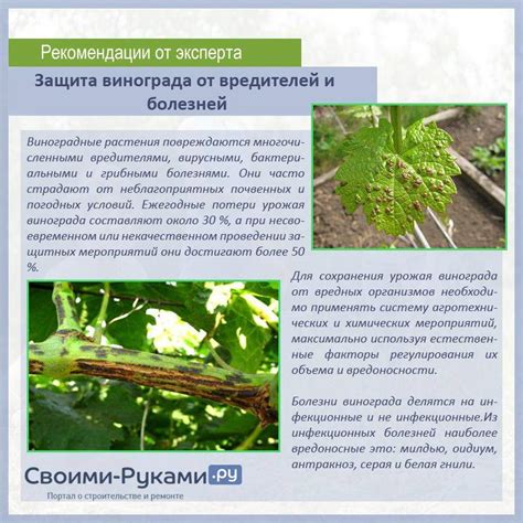 Обработка винограда от оидиума: химические средства и народные методы