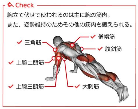 腕立て伏せの効果を高める10方法即実践できる筋肉に強い負荷をかけるコツ MYREVOマイレボフィットネスプロが教える筋トレ