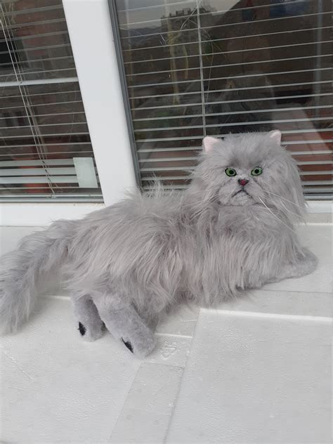 Baby Doll Persian Kittens