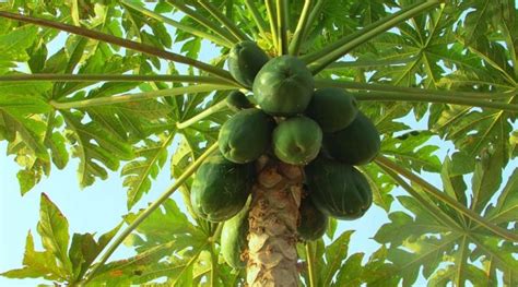 M Todos De Propagaci N Del Cultivo De Papaya Agrotendencia Tv