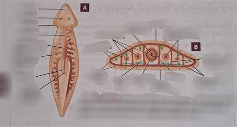 BIOL CH28 Planaria Anatomy Diagram | Quizlet