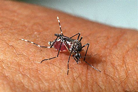 Dengue