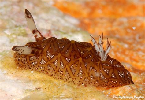 Halgerda Tessellata Nudibranch Marshall Islands