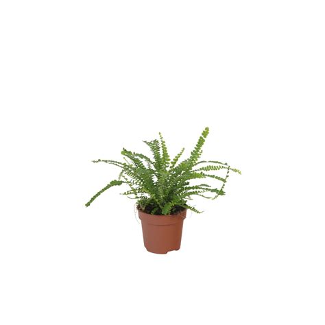 NEPHROLEPIS CORDIFOLIA 'DUFFII' Nefrolepis Sercolistny ‘Duffii’ - Hortorus