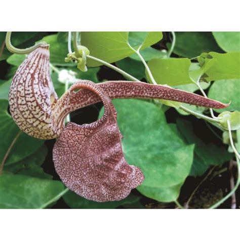 Mottled Dutchmans Pipe Aristolochia Labiata