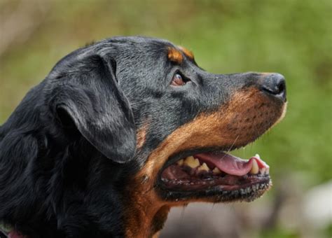 Rottweiler Health Alert: Understanding and Managing Cancer | Fortail ...