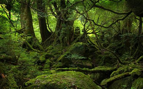 Yakushima Forest wallpaper | 2560x1600 | #32563