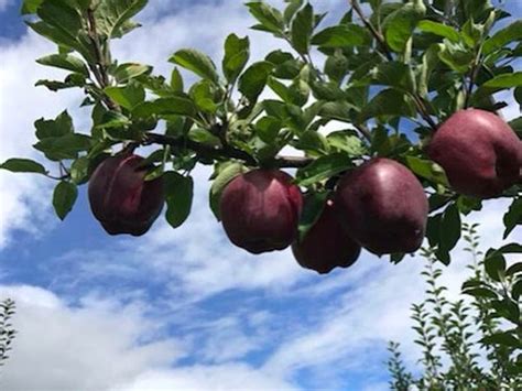 Black Diamond Apples Pics