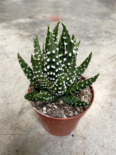 Haworthia Margaritifera Mil Y Pico Plantas