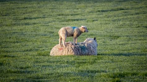 Sheep, lambs, ewe, agriculture, livestock - free image from needpix.com