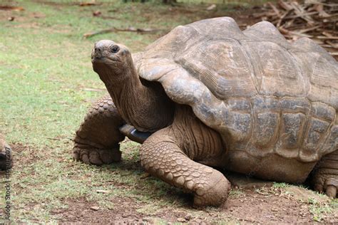 Aldabra Giant Tortoise Dipsochelys Gigantea This Reptile Is The Last