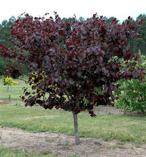 Merlot Redbud Natorp S Online Plant Store