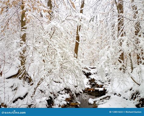 First Snow of February stock image. Image of winter, snow - 12851633