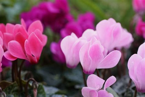 Aménager un massif à lombre plantes fleurs et arbustes