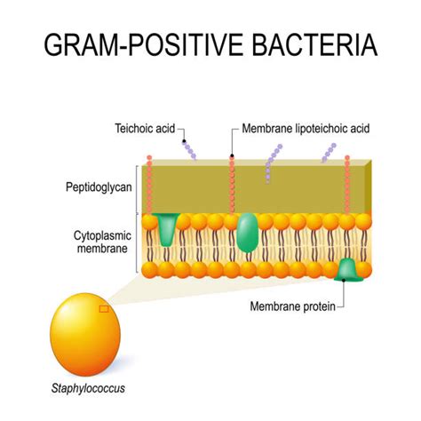 Gram Positive Diagram