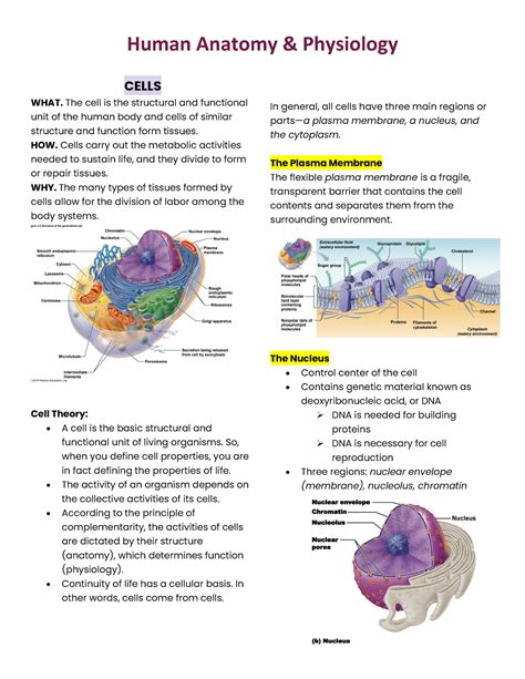 Anaphy Lec Notes Cells Human Anatomy Physiology CELLS WHAT The