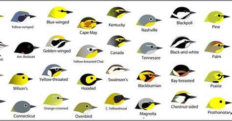 Prairie Rapids Audubon: Warbler ID Facial Markings - ID Help