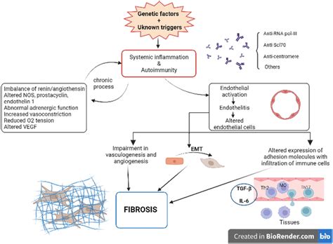 Overview On The Pathogenesis Of Systemic Sclerosis Anti Rna Pol Iii Download Scientific