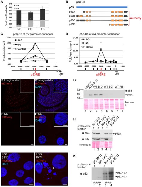 Proteasome Dependent P53 Protein Degradation In Endocycling Cells A