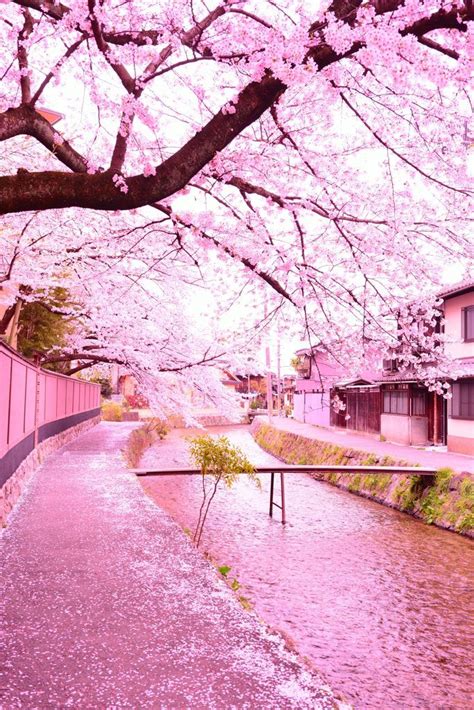 桜道 By ありびん （id：1773358） 写真共有サイトphotohito Japan Landscape Scenery