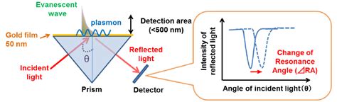 Principle of SPR sensor. Surface plasmon resonance (SPR) sensors detect ...