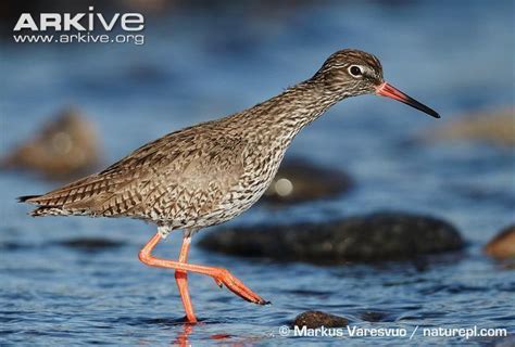 Common redshank - Alchetron, The Free Social Encyclopedia