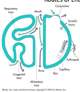 Mechanisms Of Bacterial Pathogenesis Flashcards Quizlet