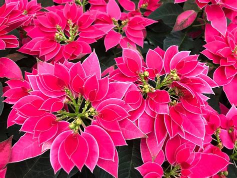 Poinsettias Flourish At The Us Botanic Garden United States Botanic