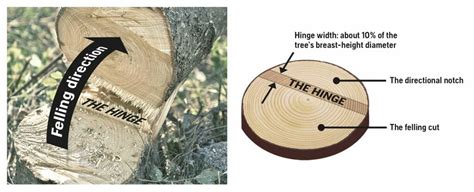 How To Cut Down A Tree Yourself | Woodwaker