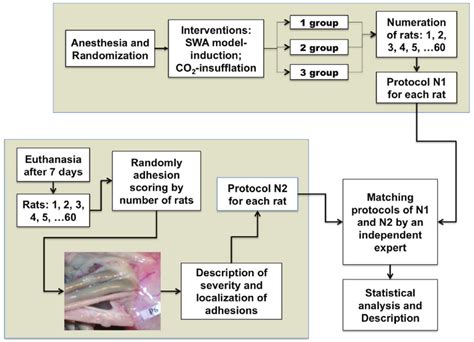 The Schematic Representation Of Block Randomization Steps An