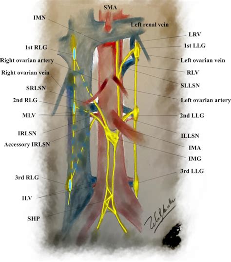 St Llg First Left Lumbar Ganglion Nd Llg Second Left Lumbar