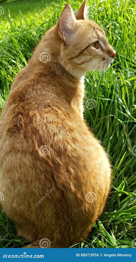 Rear Cat Stock Photo Image Of Orange Rear Sitting 88073956