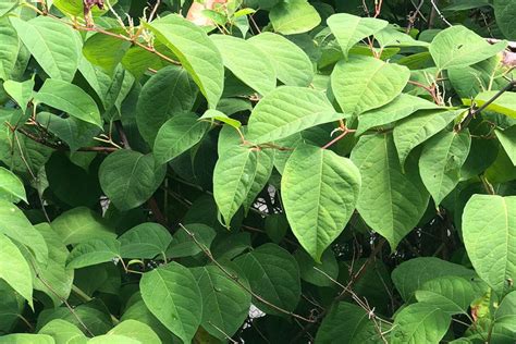 What Is Japanese Knotweed Cel Solicitors