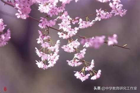 春天櫻花爛漫，整理十首讚美櫻花的詩，分享給朋友們！ 每日頭條