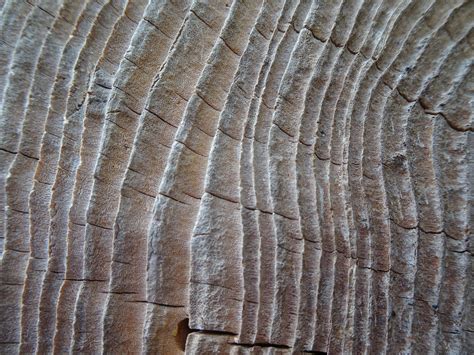 bark tree nature years   photo  pixabay pixabay